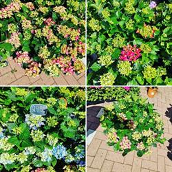 Nuijens Bloemen Egmond, Egmond aan den Hoef openingstijden