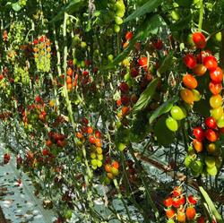 Tvagrowers, Bleiswijk openingstijden