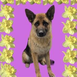 Kennel van Goverwelle, Barchem openingstijden