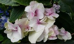 Hortensia Specials Breezand, openingstijden
