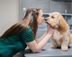Trimsalon K.I. Dog Grooming Sandur, Emmen openingstijden