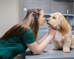 Trimsalon K.I. Dog Grooming Sandur, Emmen openingstijden