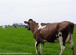 Sparnaaij V.O.F. Hazerswoude-Dorp, openingstijden
