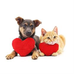Shop voor Dieren, Driel openingstijden