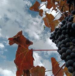 Barolo Wijnimport, Leeuwarden openingstijden