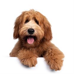 Trimsalon ScoobyDoodle & Friends Barneveld, openingstijden