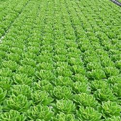 Aqua Grow B.V., Almere openingstijden