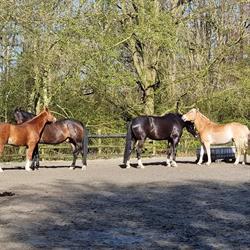 Zorglanderij Paardenkracht, Bleskensgraaf ca openingstijden
