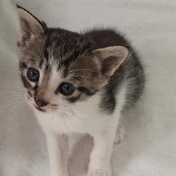 Stichting SoS Kit en Kat, Enschede openingstijden