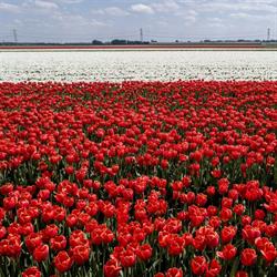 VaVi Tulips van Vilsteren C.V., Luttelgeest openingstijden