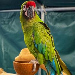 Aquarif Parrots - Alles voor uw dier, Landgraaf openingstijden