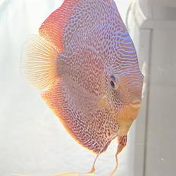 Aquariumspeciaalzaak Rainer, Amsterdam openingstijden