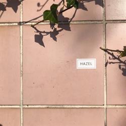 HAZEL, Dordrecht openingstijden