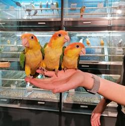 Dierenspecialist Disbergen, Apeldoorn openingstijden