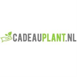 Cadeau Plant, Nootdorp openingstijden