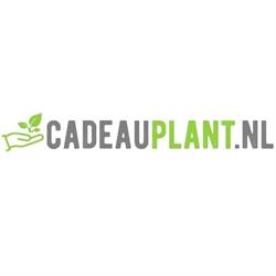 Cadeau Plant, Nootdorp openingstijden