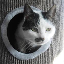 kattenpension Andijk, openingstijden