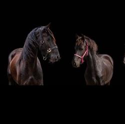 Valencia's Stables, Molenschot openingstijden