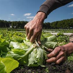 Stichting De Groenteboerin, Delfgauw openingstijden