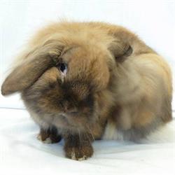 Rabbit Balance Premium Chanty Place, Mijdrecht openingstijden