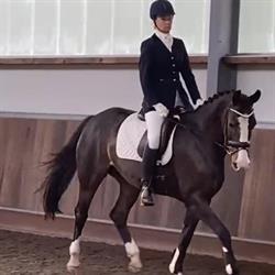 Boerderij de Berkenstee, Mijnsheerenland openingstijden