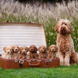 Doodle Madness australian labradoodles, Maasbracht openingstijden