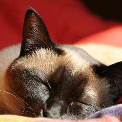 Dierenartsenpraktijk de Hondsrug, Midlaren openingstijden