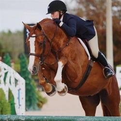 Burgers Stables Sporthorses, Moergestel openingstijden