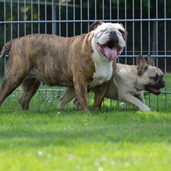 Dierencreche At Home, Hooge Mierde openingstijden