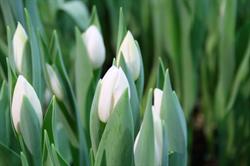 Schouten Tulips, Zwaagdijk-Oost openingstijden