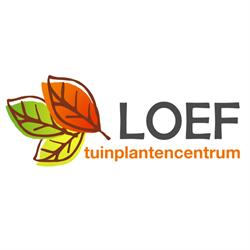 Loef, Tuinplantencentrum, Velserbroek openingstijden