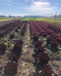 Tuinderij de Antoniushoeve, Aarle-Rixtel openingstijden