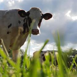Boerderijcamping Gieben, Wilbertoord openingstijden