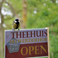 Theehuis Selwerderhof Groningen, openingstijden