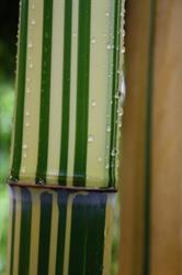 PERK Botanical Nursery & Garden bamboo - grasses - exotics, Beesd openingstijden