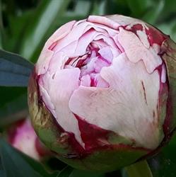 Bloemkwekerij Paul en Corrie van den Broek, Gemert openingstijden