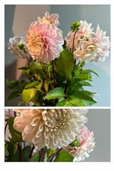 De Lelie bloemen, Bergentheim openingstijden