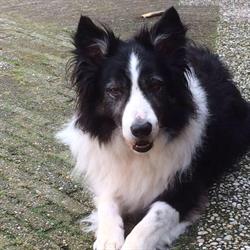 Bearly's Honden Service, Hoevelaken openingstijden