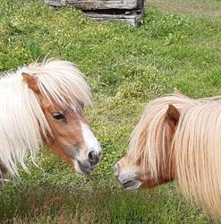 Manege en Boerderij De Binckhorst, Rosmalen openingstijden