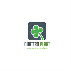 Quattro Plant, Rijnsburg openingstijden