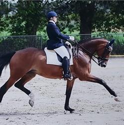 Springflower Stables c.v., Hulten openingstijden