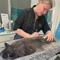 Kattentrimsalon Quafur, Oldeholtpade openingstijden