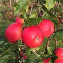 Fruitbedrijf Snoeck, Schellinkhout openingstijden