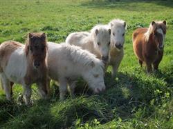 Minipaardenhouderij ‘de Stegen’, Deurne openingstijden