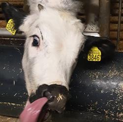 Verberne asperges en kalverhouderij, Vlierden openingstijden