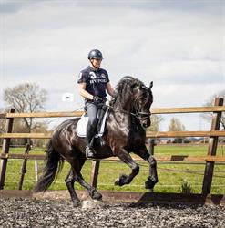 Hippische Dienstverlening Roel Bruinenberg, Hollandscheveld openingstijden