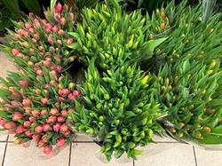 Plantenbeurs Bloemen & Planten, Spijkenisse openingstijden