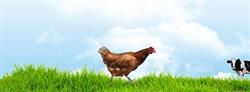 Boerderijwinkel Valenkamp & Minicamping Achter ‘t Erf, Rosmalen openingstijden