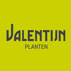 Valentijn planten, Sneek openingstijden