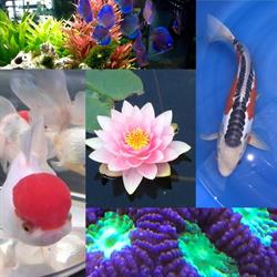 Robert Knops Vijver en Aquarium, Geleen openingstijden